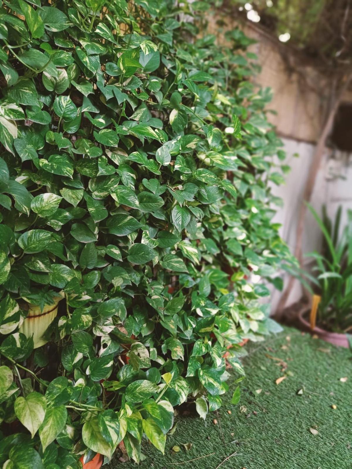 אחמדאבאד Srinekatan Heritage Villa Homestay מראה חיצוני תמונה